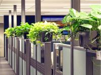 Inscape Indoor Plant - Best Indoor Plant Provider  image 8